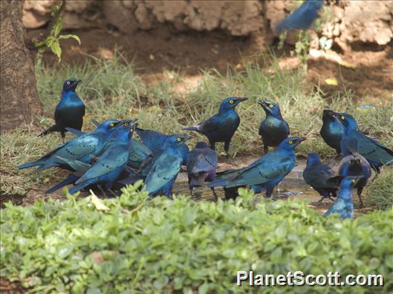 Greater Blue-eared Glossy-Starlings (Lamprotornis chalybaeus)