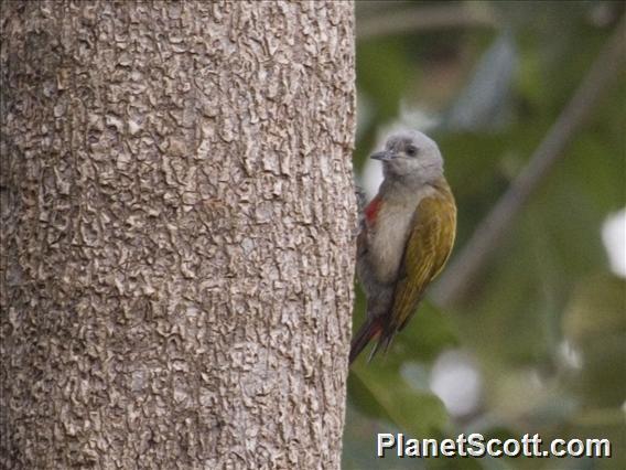 Mountain Gray Woodpecker (Dendropicos spodocephalus)