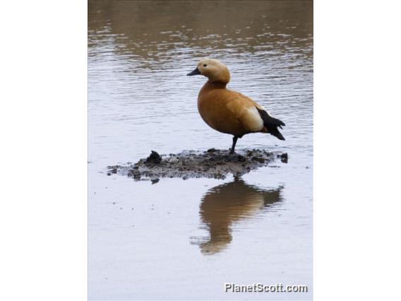 Ruddy Shelduck (Tadorna ferruginea)