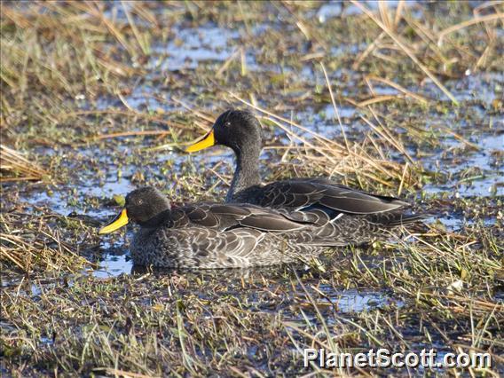 Yellow-billed Duck (Anas undulata)