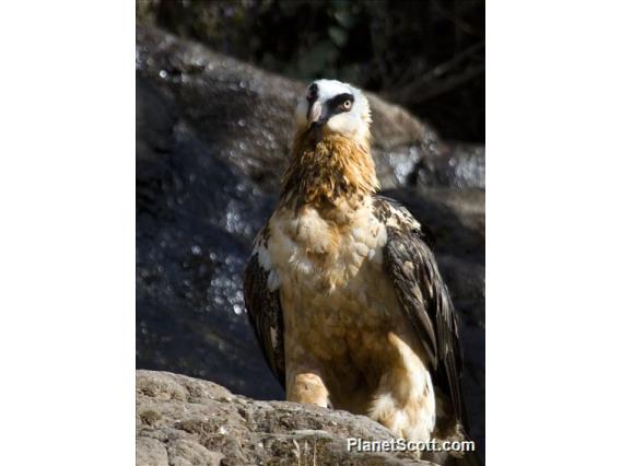 Bearded Vulture (Gypaetus barbatus)