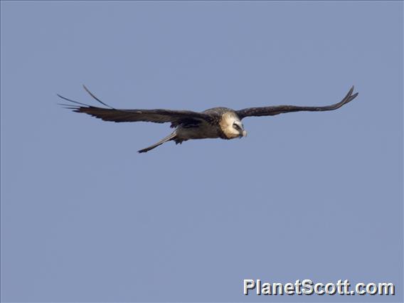 Bearded Vulture (Gypaetus barbatus)