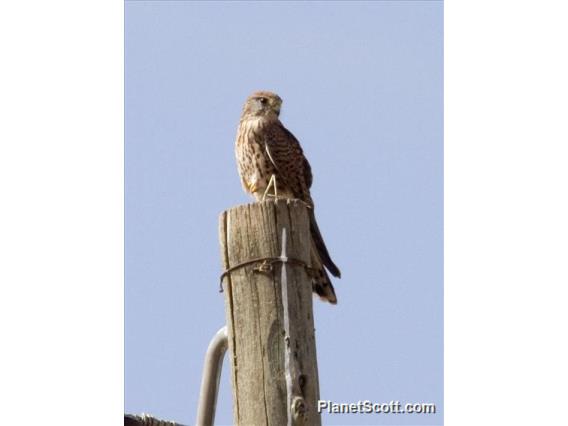 Lesser Kestrel (Falco naumanni) - Female