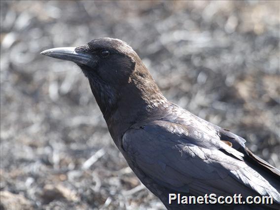 Cape Crow (Corvus capensis)