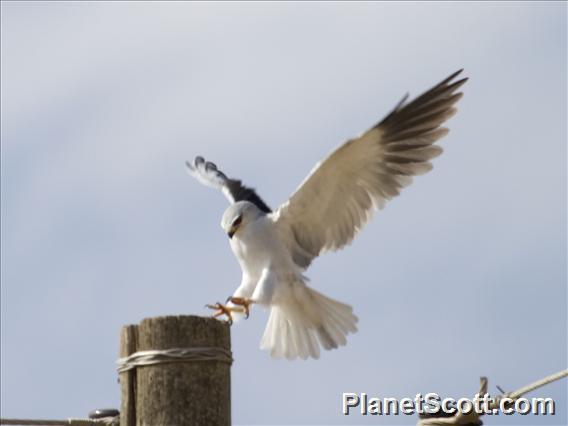 Black-shouldered Kite (Elanus caeruleus)