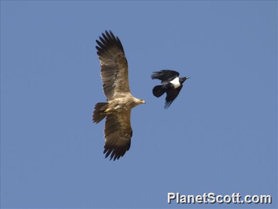 Tawny Eagle (Aquila rapax) - Mobbed by Pied Crow