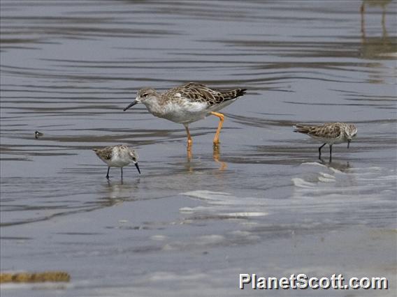 Ruff (Calidris pugnax) - And Little Stints