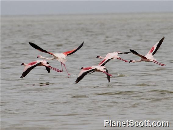 Lesser Flamingo (Phoeniconaias minor) - and one Greater Flamingo