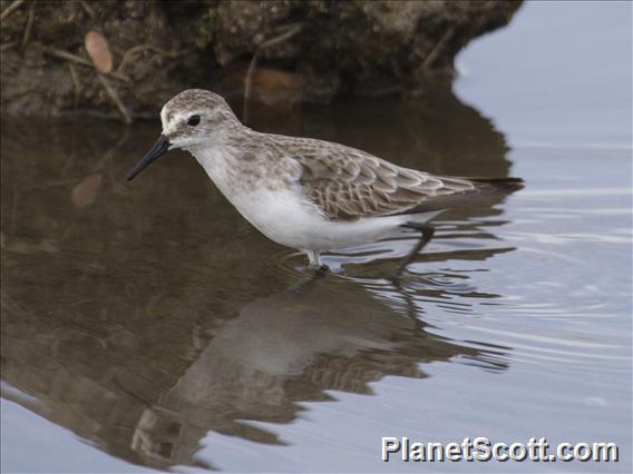 Little Stint (Calidris minuta)