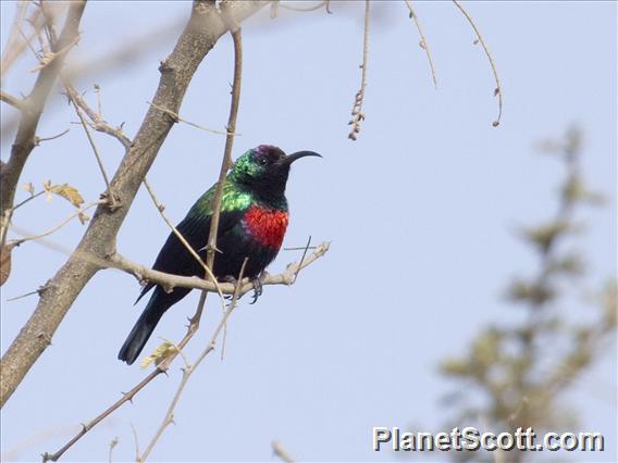 Shining Sunbird (Nectarinia habessinica)