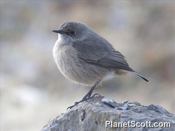 Moorland Chat (Cercomela sordida)