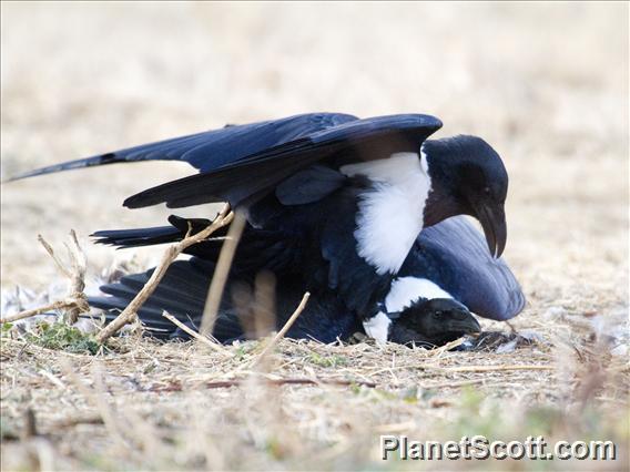 Pied Crow (Corvus albus) Romance