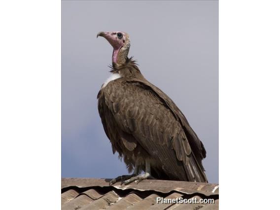 Hooded Vulture (Necrosyrtes monachus)