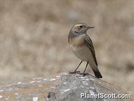 Pied Wheatear (Oenanthe pleschanka) - Female