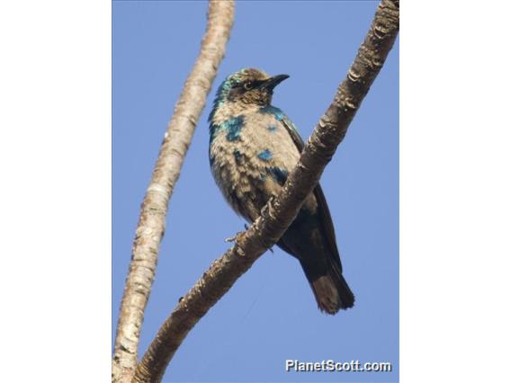 Greater Blue-eared Glossy-Starling (Lamprotornis chalybaeus) - juvenile