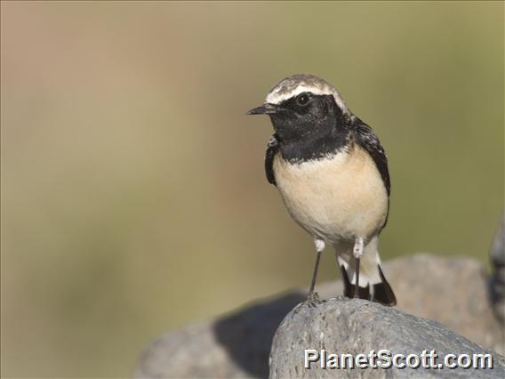 Pied Wheatear (Oenanthe pleschanka) - Non-Breeding