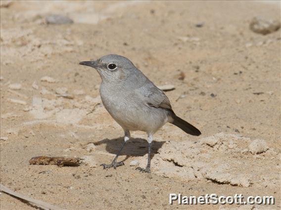 Blackstart (Cercomela melanura)