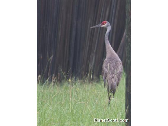 Sandhill Crane (Antigone canadensis)