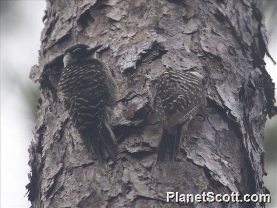 Red-cockaded Woodpecker (Picoides borealis)