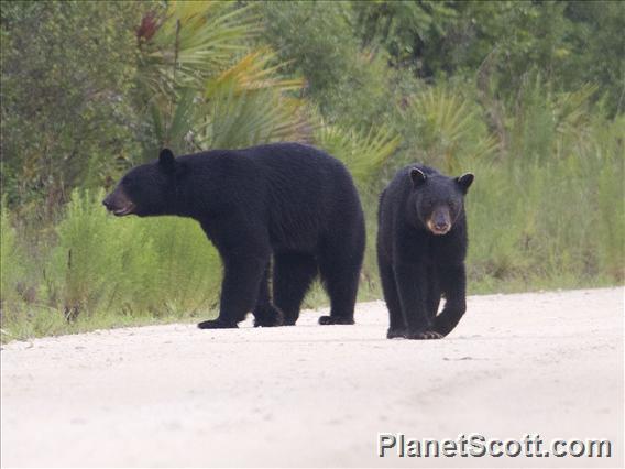 American Black Bear (Ursus americanus)