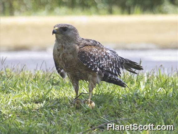 Red-shouldered Hawk (Buteo lineatus)