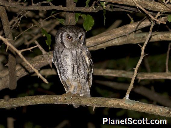 Tropical Screech-Owl (Otus choliba)