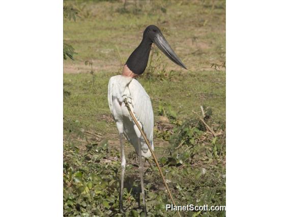 Jabiru (Jabiru mycteria)