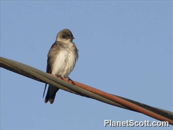 Brown-chested Martin (Progne tapera)