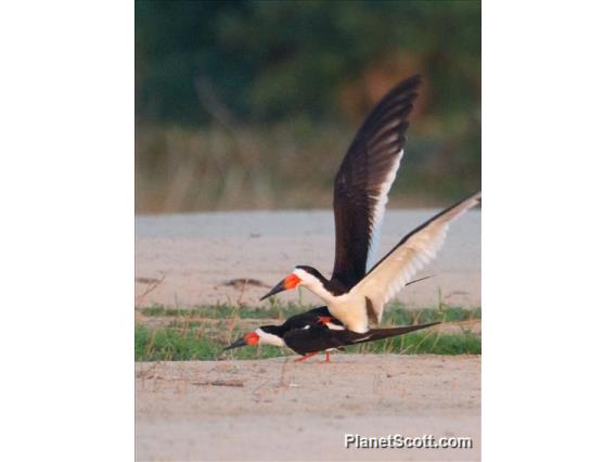 Black Skimmers (Rynchops niger) in Love