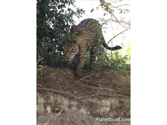 Jaguar (Panthera onca)