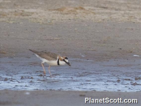 Collared Plover (Charadrius collaris)