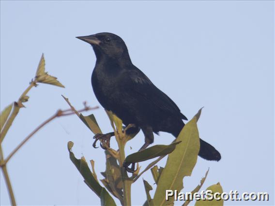 Unicolored Blackbird (Agelaius cyanopus) - Male