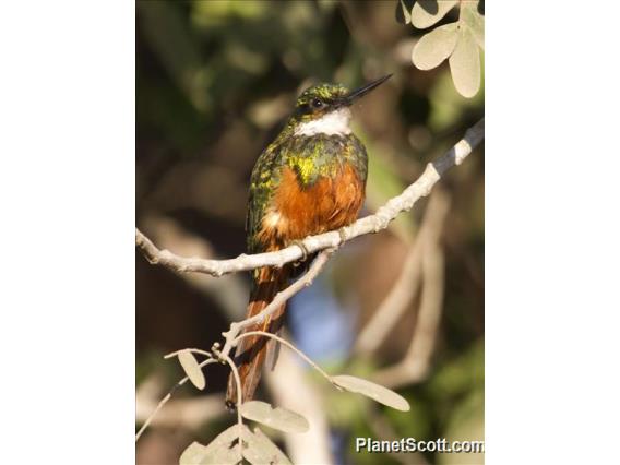 Rufous-tailed Jacamar (Galbula ruficauda)