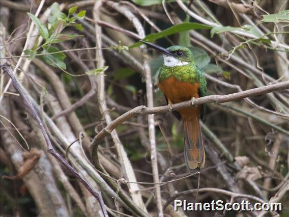 Rufous-tailed Jacamar (Galbula ruficauda)