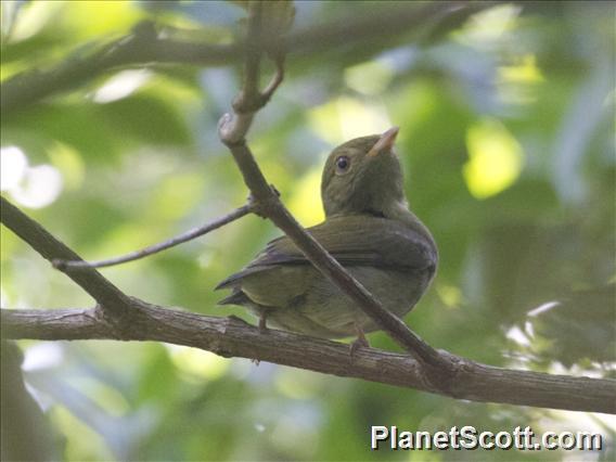 Blue-backed Manakin (Chiroxiphia pareola) - Female