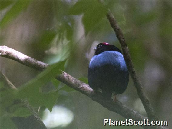 Blue-backed Manakin (Chiroxiphia pareola)