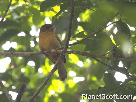 Flame-crested Tanager (Tachyphonus cristatus) - Female