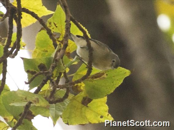 Lucy's Warbler (Vermivora luciae)