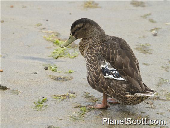 Mallard/Grey Duck Hybrid (Anas platyrhynchos)