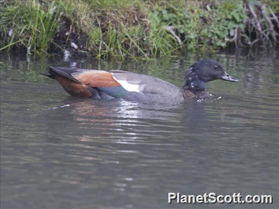 Paradise Shelduck (Tadorna variegata) - Female