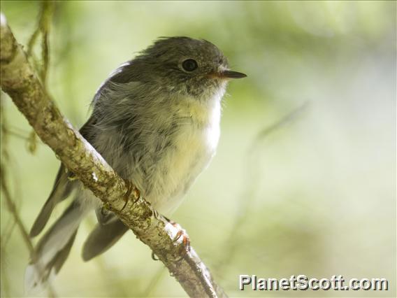 Tomtit (Petroica macrocephala) - Female South Island