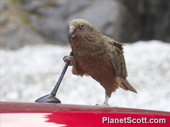 Kea (Nestor notabilis)