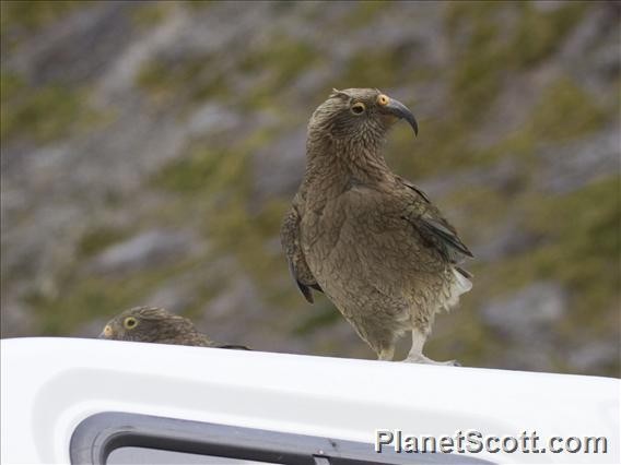 Kea (Nestor notabilis)