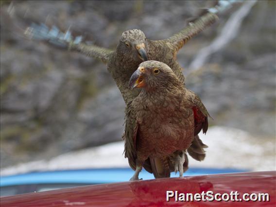 Kea (Nestor notabilis) - In Love