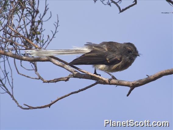 New Zealand Fantail (Rhipidura fuliginosa)