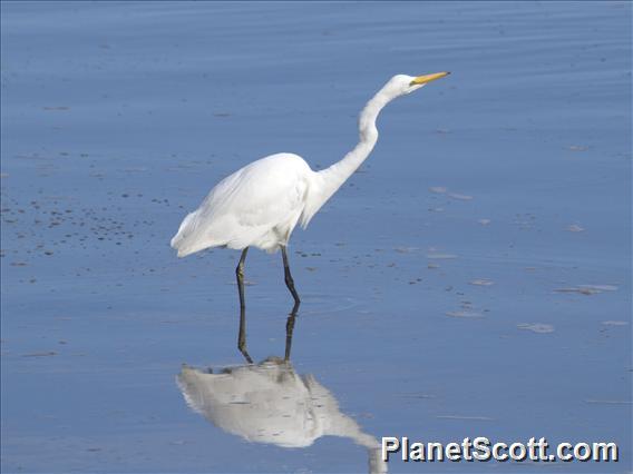 Great Egret (Casmerodius albus)