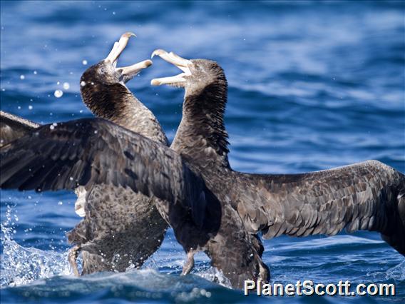 Hall's Giant-Petrel (Macronectes halli)