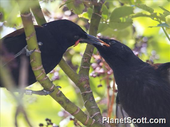 Saddleback (Philesturnus rufusater) - North Island ssp.