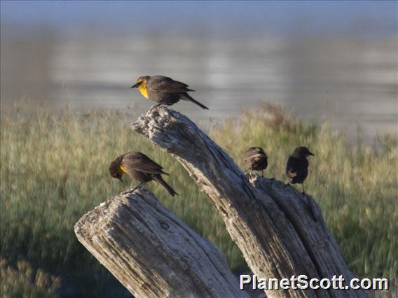 Yellow-headed Blackbird (Xanthocephalus xanthocephalus)