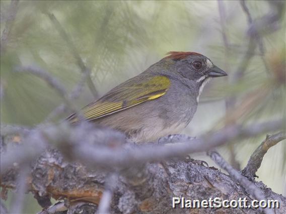 Green-tailed Towhee (Pipilo chlorurus)